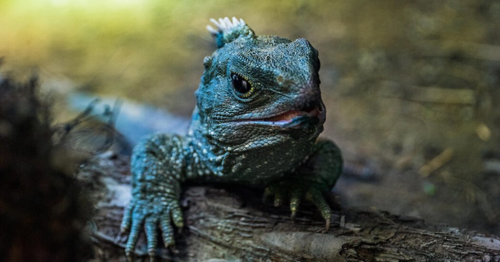 Um fóssil revela os segredos de um dos répteis mais misteriosos da natureza