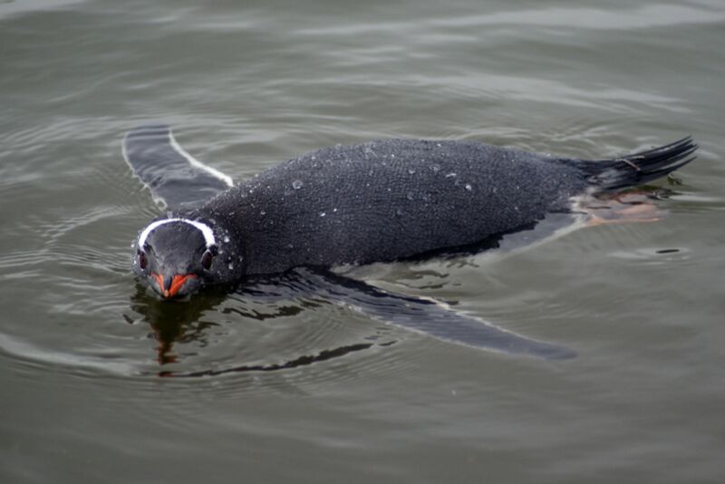 A física de como os pinguins Gentoo podem nadar tão rápido debaixo d’água – Ars Technica