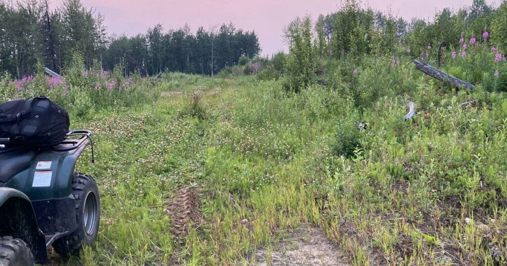 Um urso ataca e fere gravemente um plantador de árvores de 21 anos no Canadá