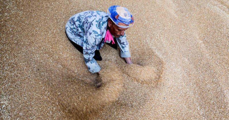 Exclusivo: Egito compra quase meio milhão de toneladas de trigo russo em acordo especial