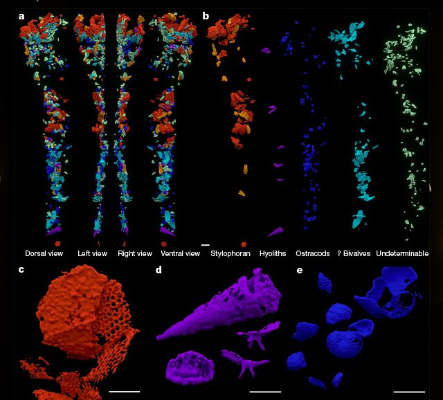 Imagens computadorizadas em cores falsas de moléculas no sistema digestivo