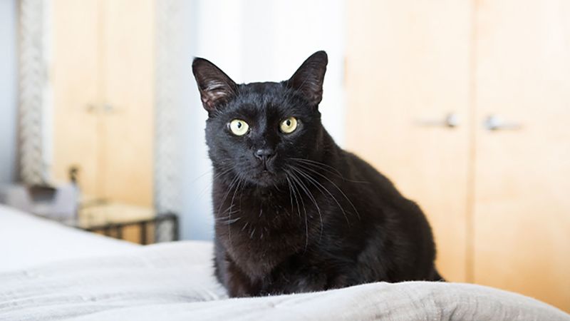 Gato ganha Hamboney após se dobrar em um sofá-cama