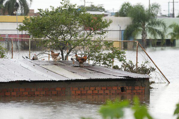 Galinhas ficam no telhado de uma casa inundada após fortes chuvas em Canoas, Rio Grande do Sul, Brasil, sexta-feira, 10 de maio de 2024. (AP Photo/Andre Penner)