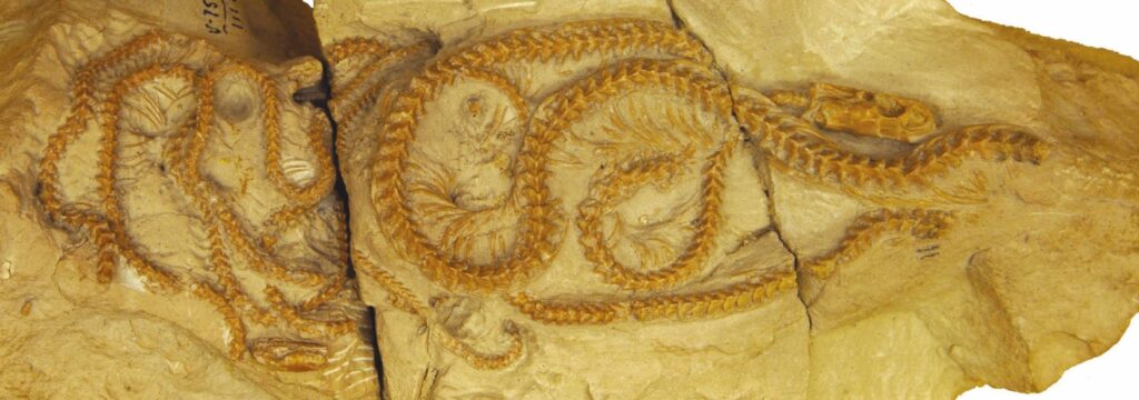 A descoberta de uma cobra de 34 milhões de anos no Wyoming muda nossa compreensão da evolução