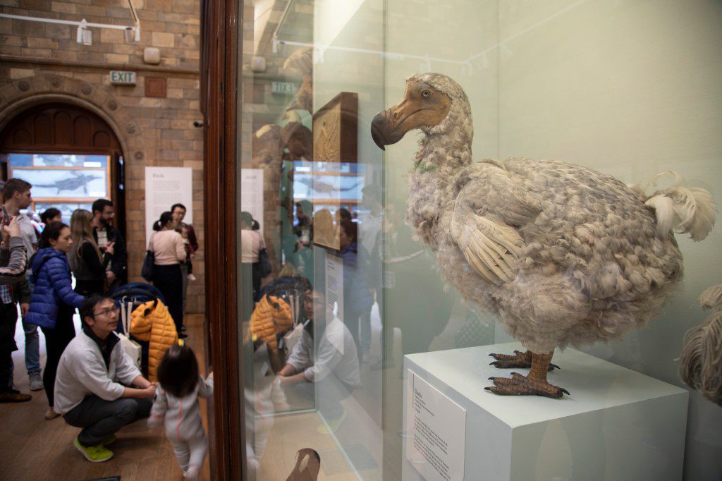 A sala de exibição de pássaros do Museu de História Natural de Londres contém um exemplar do dodô 